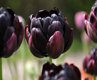 Tulp (Tulipa 'Black Hero', Dubbele Tulpen)