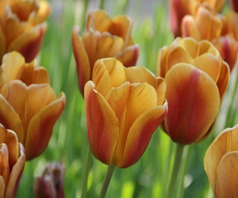 Tulp (Tulipa 'Brown Sugar', Triumph)