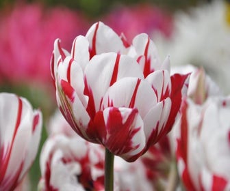Tulp (Tulipa 'Carnaval de Nice')