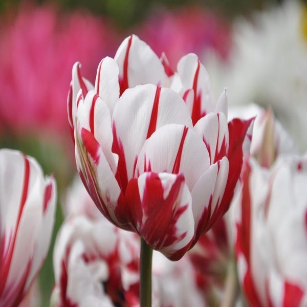 Tulp 'Carnaval de Nice'