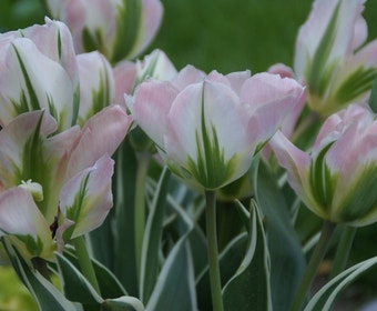 Tulp (Tulipa 'China Town')