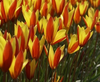 Tulp (Tulipa clusiana chrysantha 'Tubergens Gem') 