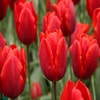 Tulp (Tulipa 'Couleur Cardinal)