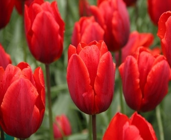 Tulp (Tulipa 'Couleur Cardinal)