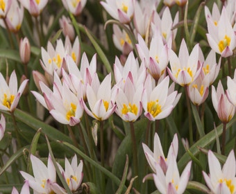 Tulp (Tulipa cretica 'Hilde')