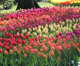 Tulp (Tulipa Darwin hybride mix)