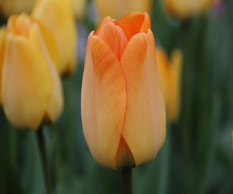 Tulp (Tulipa 'Daydream, Darwin)