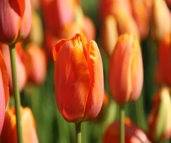 Tulp (Tulipa 'Dordogne')
