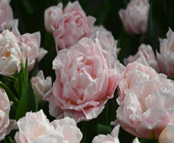 Tulp (Tulipa 'Dreamer')