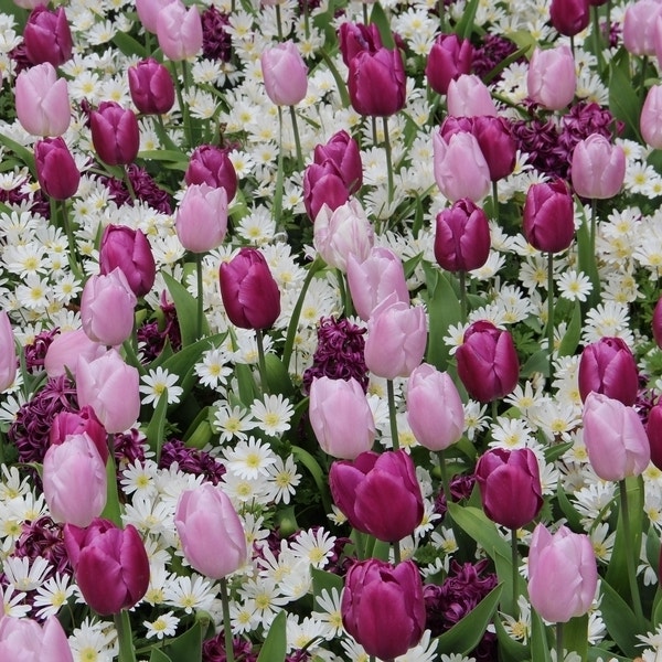 Tulp 'Dynamic Range©'