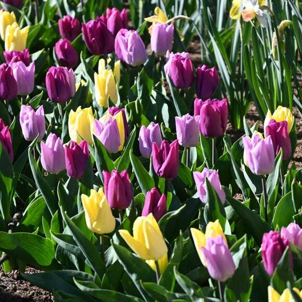 Tulp (Tulipa 'Dynamic Sun'®)
