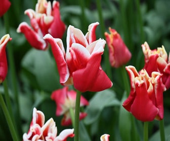 Tulp (Tulipa 'Elegant Crown')