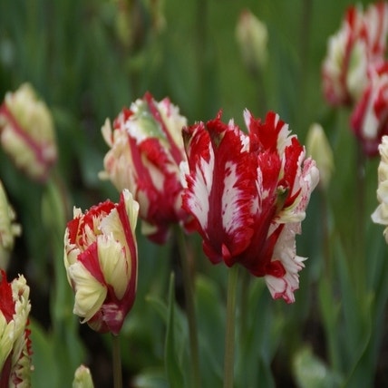 Tulp 'Estella Rijnveld (Tulp)