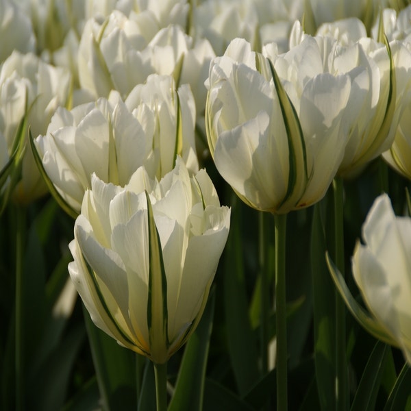 Tulipa 'Exotic Emperor' (Tulp)
