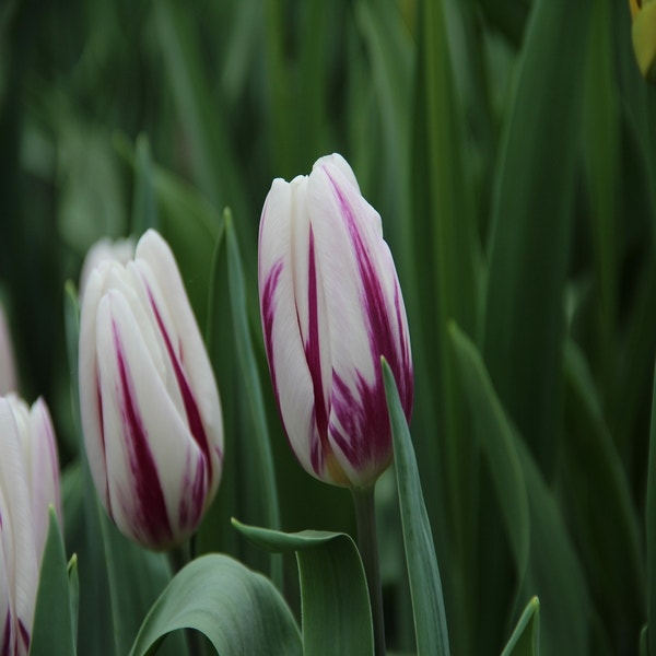 Tulipa 'Flaming Flag' (Tulp)
