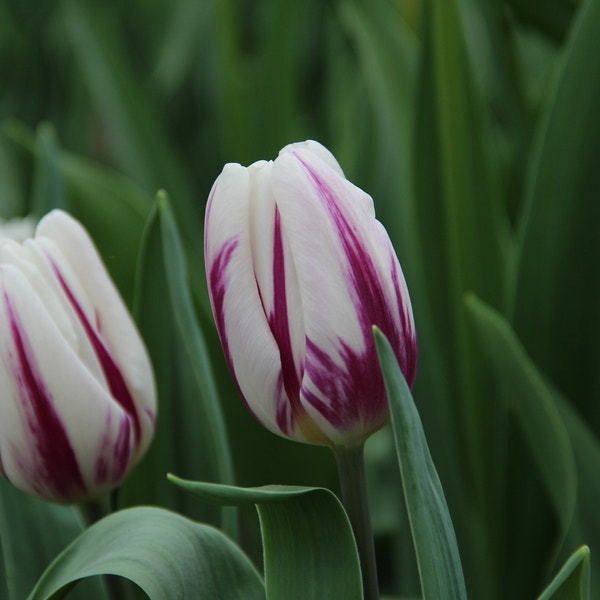 Tulipa 'Flaming Flag' (Tulp)