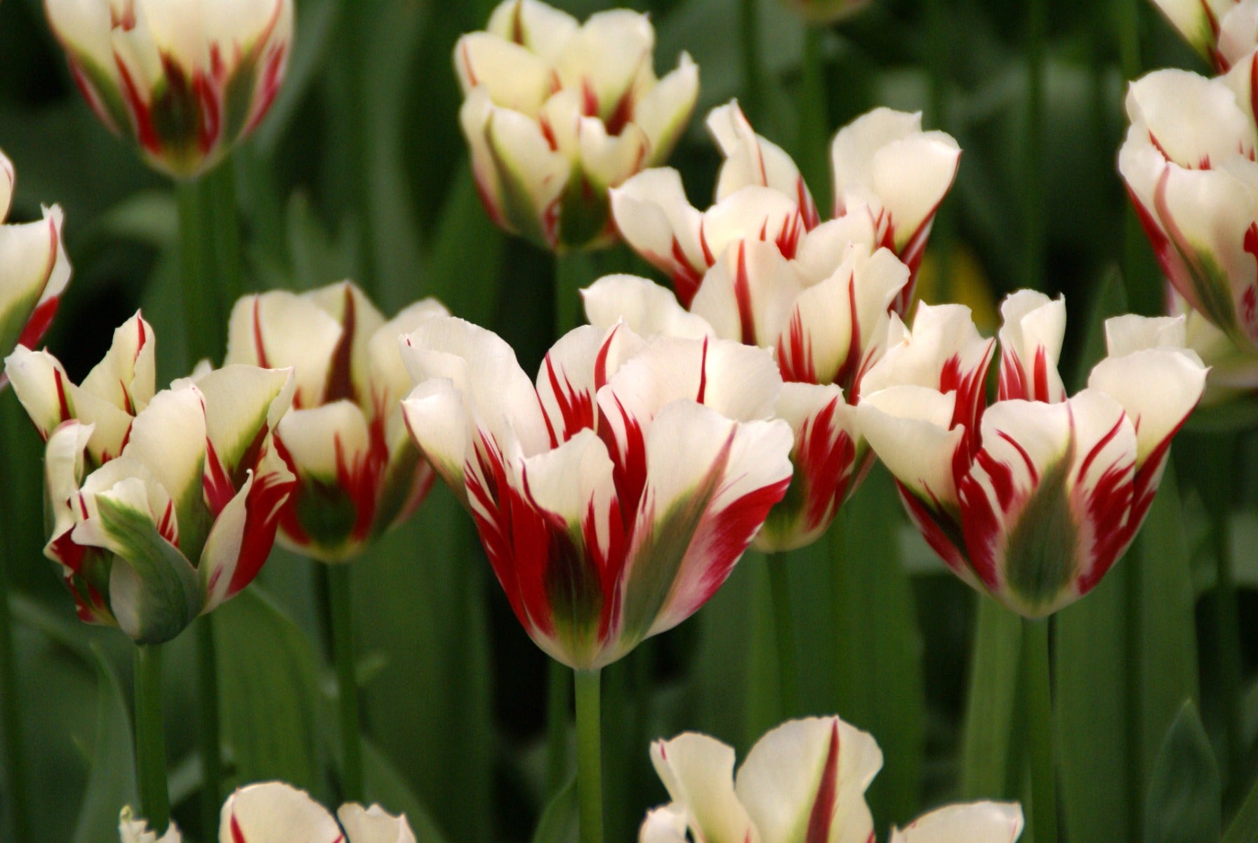 Tulp