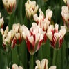 Tulp (Tulipa 'Flaming Springgreen'®)