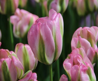 Tulp (Tulipa 'Groenland')