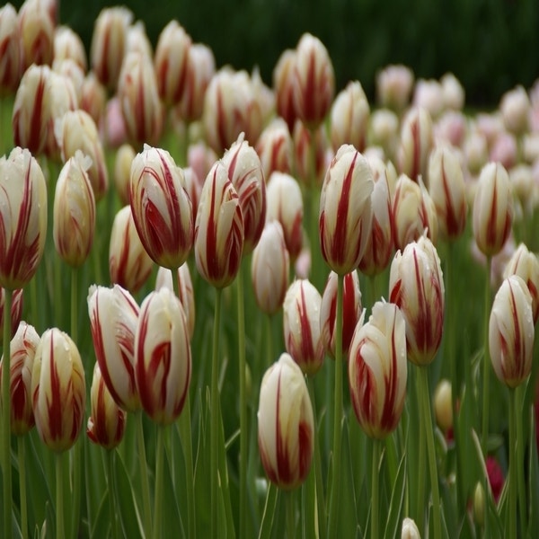 Tulipa 'Happy Generation' (Tulp)