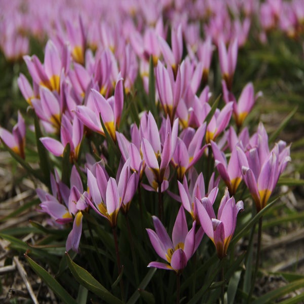 Tulipa humilis (Wilde tulp)
