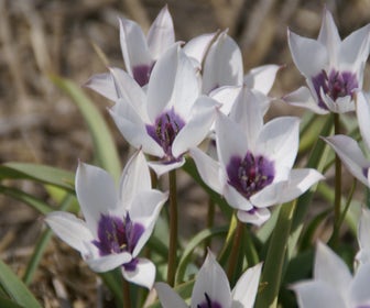 Tulp (Tulipa humilis v. pulch. 'Alba Coerulea Oculata'