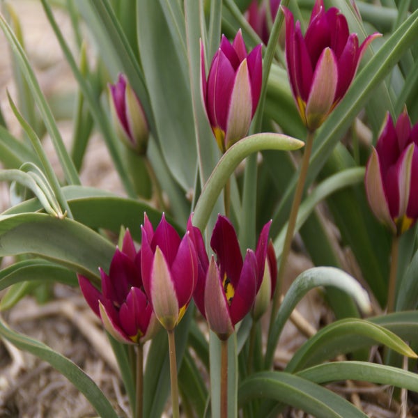 Botanische tulp (Tulipa humilis 'Persian Pearl')
