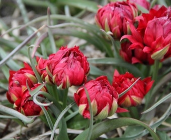 Tulp (Tulipa humilis 'Samantha')