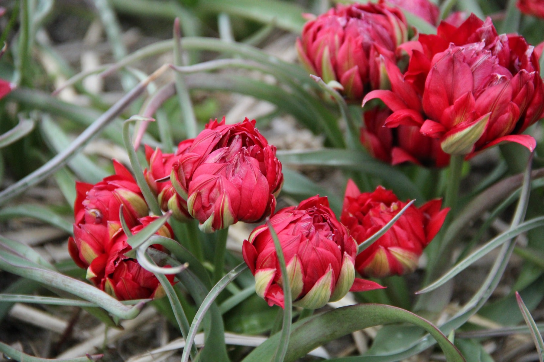 Tulp