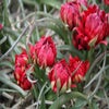 Botanische tulp (Tulipa humilis 'Samantha')