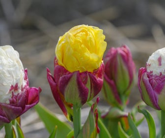 Tulp (Tulipa 'Ice Cream Banana'®)