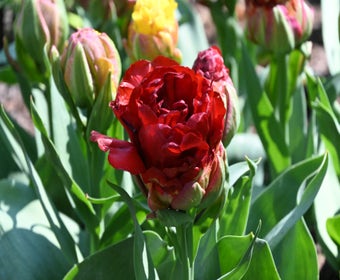 Tulp (Tulipa 'Ice Cream Cranberry'®)