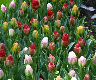 Tulp (Tulipa 'Ice Cream Mix')