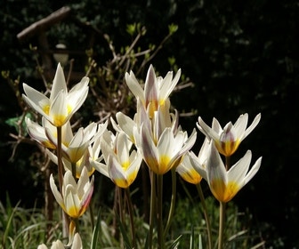 Tulp (Tulipa 'Ice Stick')