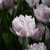 Tulp (Tulipa 'Katinka')