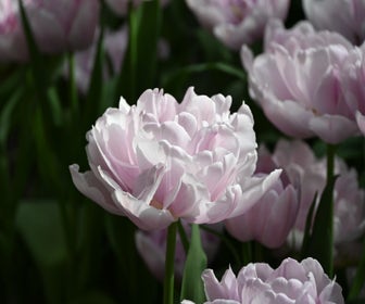 Tulp (Tulipa 'Katinka')