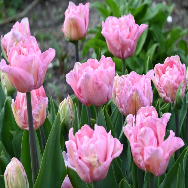 Tulipa 'Mariage' (Tulp)
