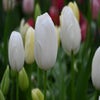 Tulp (Tulipa 'Maureen')