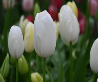 Tulp (Tulipa 'Maureen')