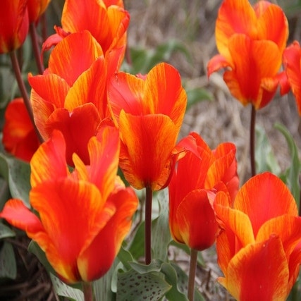 Tulipa 'Mekka Melody' (Tulp)
