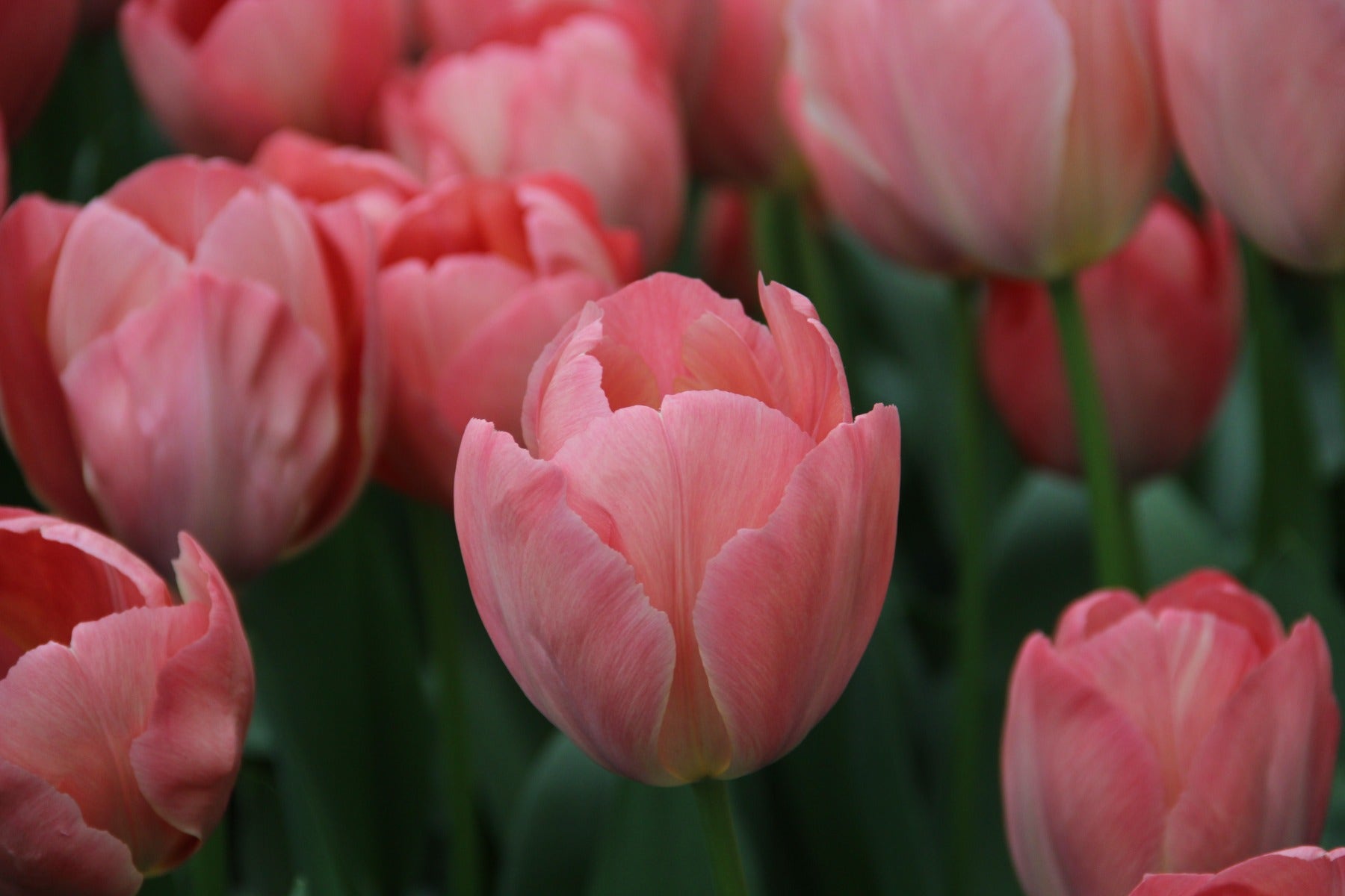 Tulp