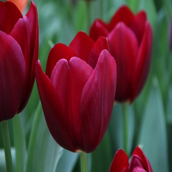 Tulipa 'National Velvet' (Tulp)