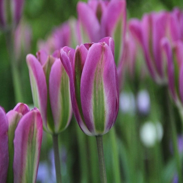 Tulp 'Night Rider'
