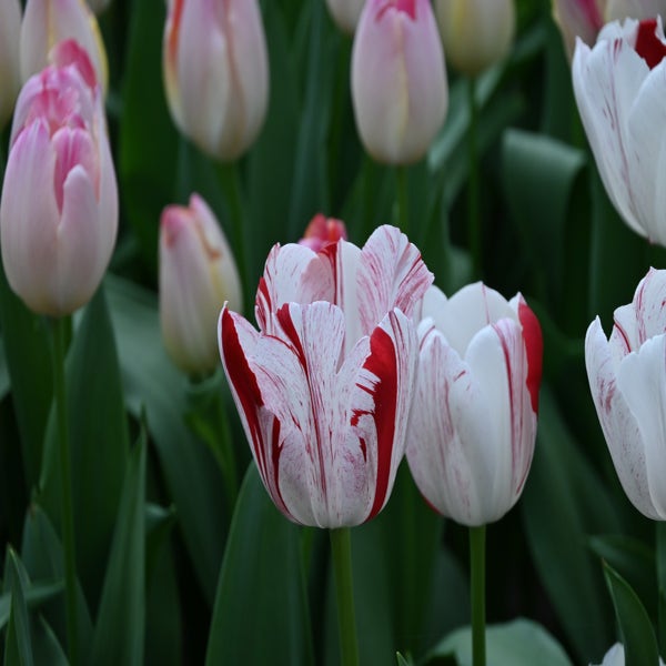 Tulp (Tulipa 'One Direction')