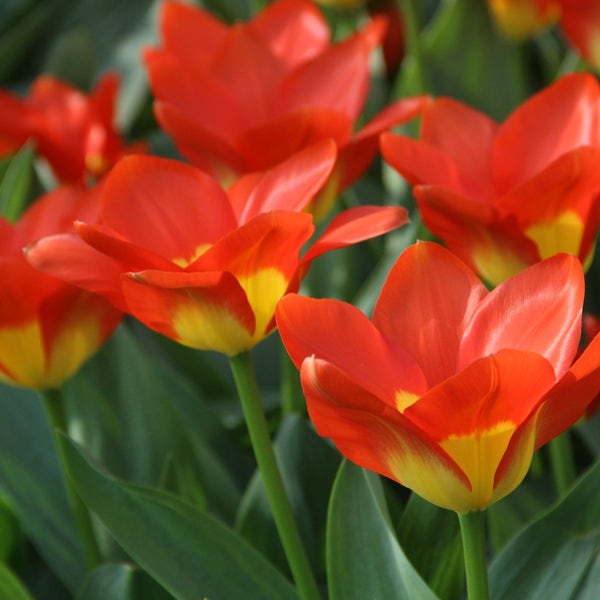 Tulp (Tulipa 'Oracle')