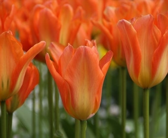 Tulp (Tulipa 'Orange Emperor')