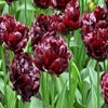 Tulp (Tulipa 'Palmyra'®)