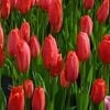 Tulp (Tulipa 'Parade')