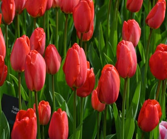 Tulp (Tulipa 'Parade')