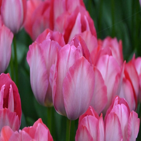 Tulp (Tulipa 'Pink Sound')